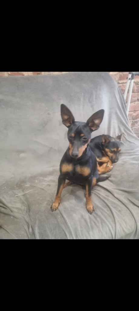 image for Female Miniature Pincher available 