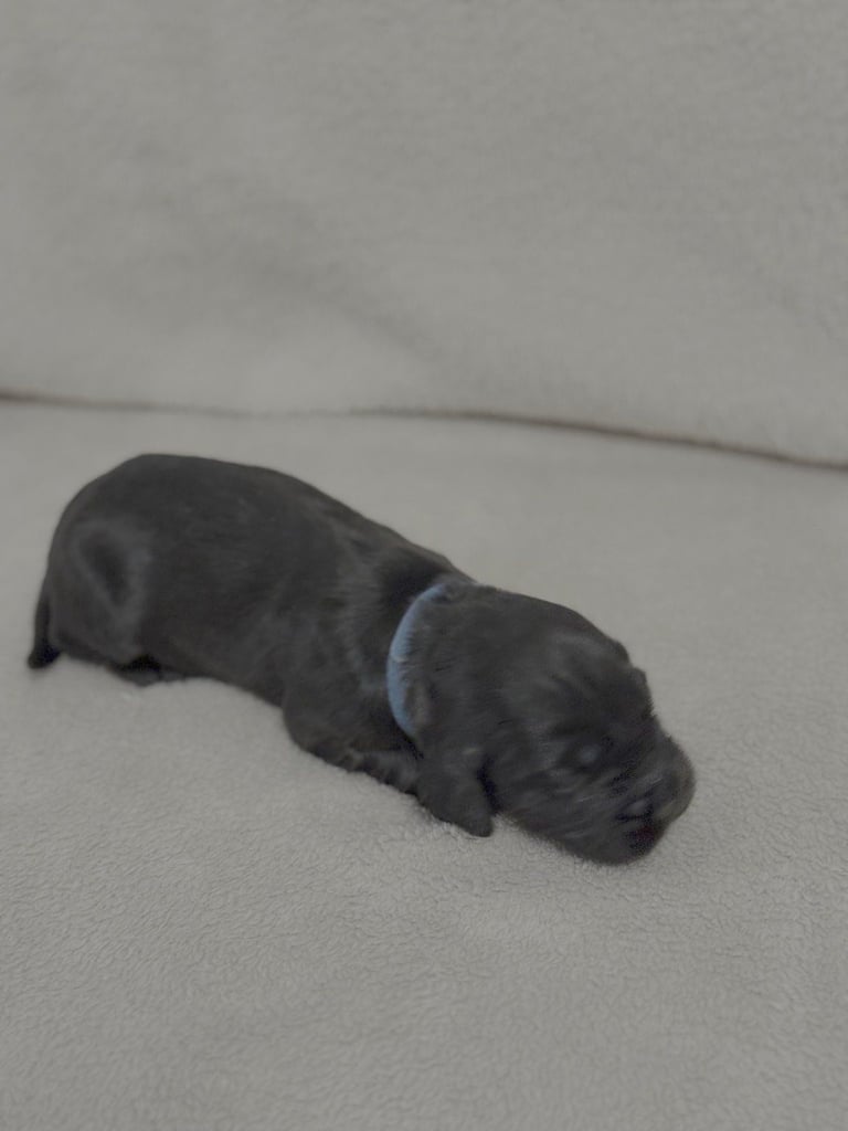 Cocker spaniel puppies for sale