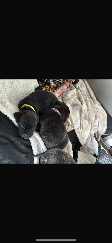 2x staff girls available 