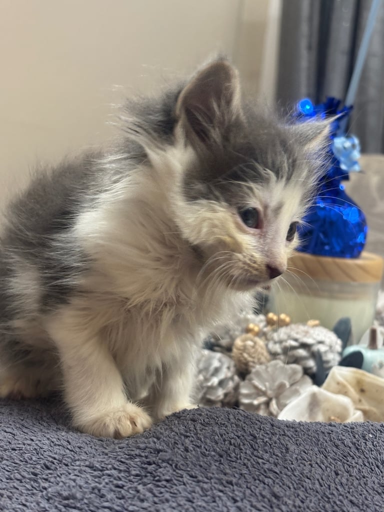 Maine coon / Turkish angora