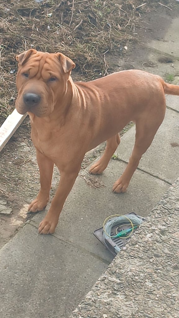 Chinese shar pei 
