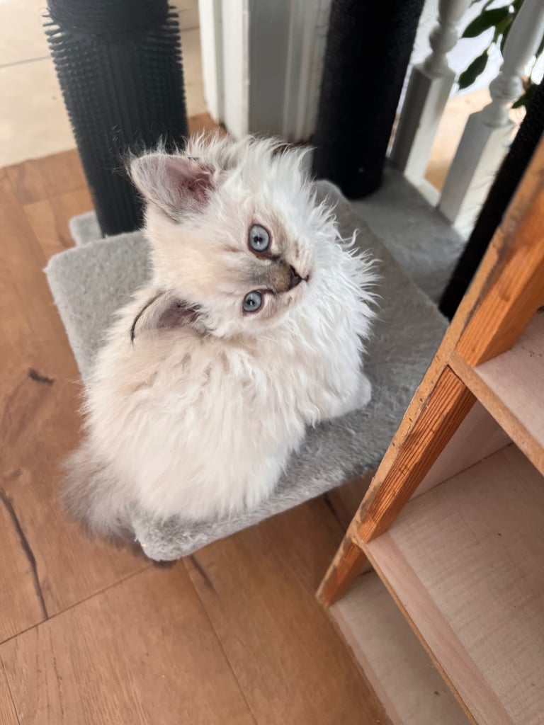 image for Beautiful SELKIRK REX kittens 😻