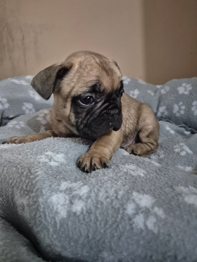 French bulldog puppies