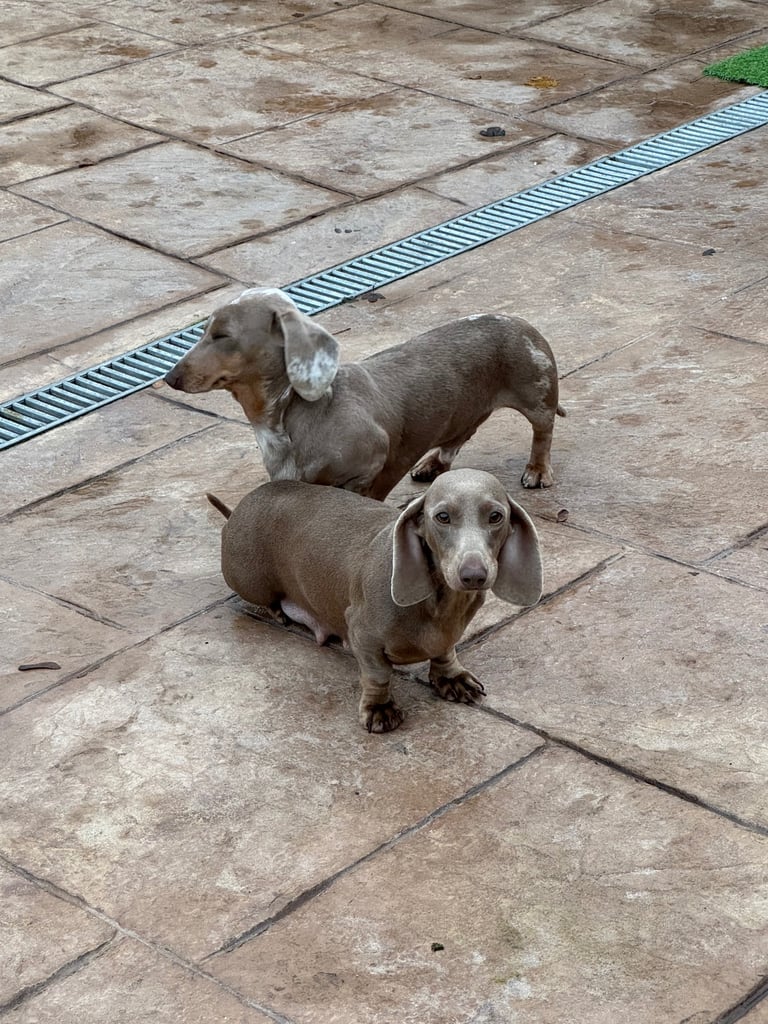 Miniature dachshund adults for sale 