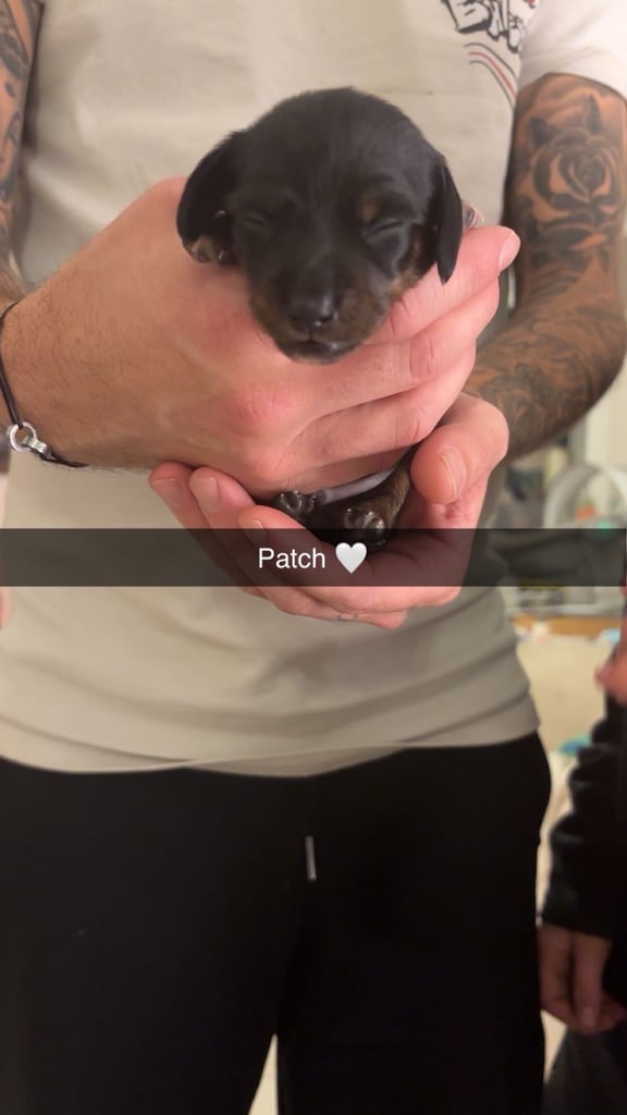 Miniature dachshund for sale £1200