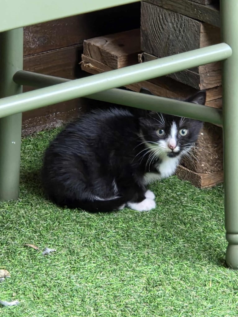 Cats for sale