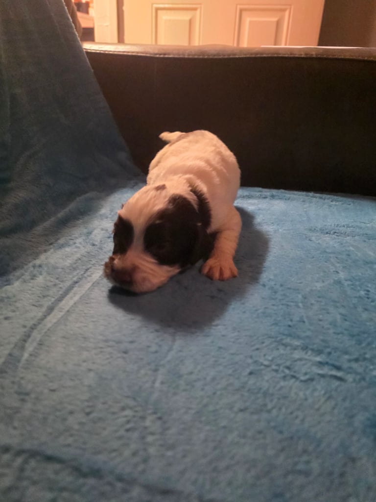 Springer spaniel pups 