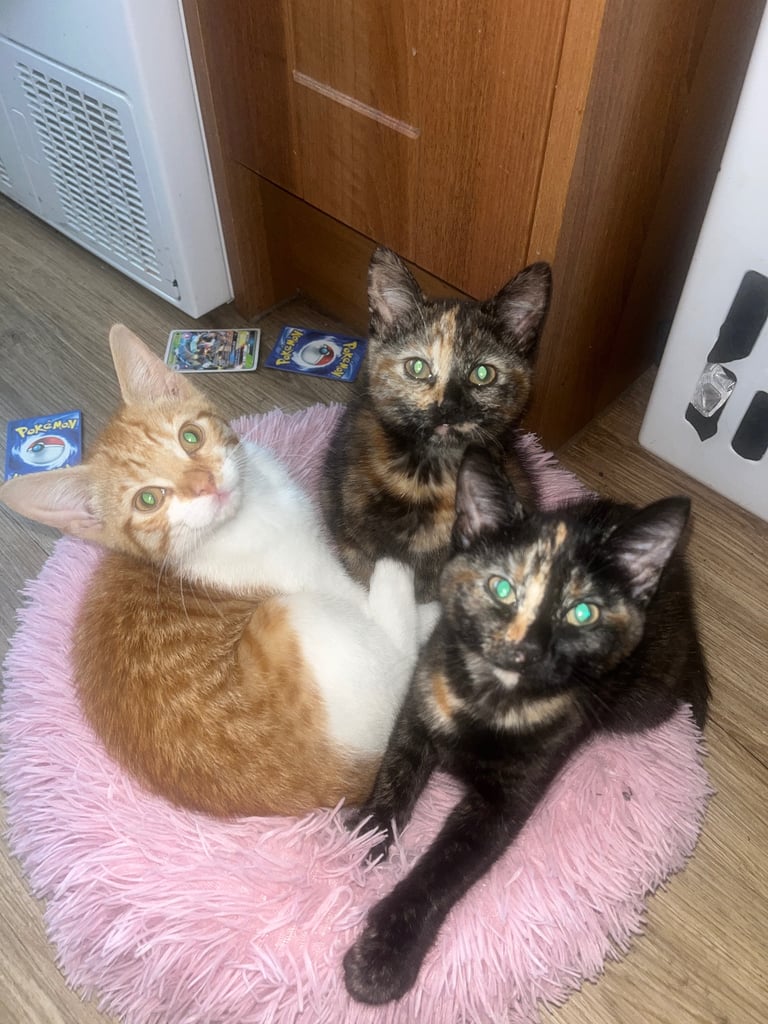 Two female cats