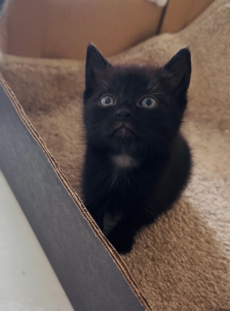 4 beautiful kittens ready to leave 