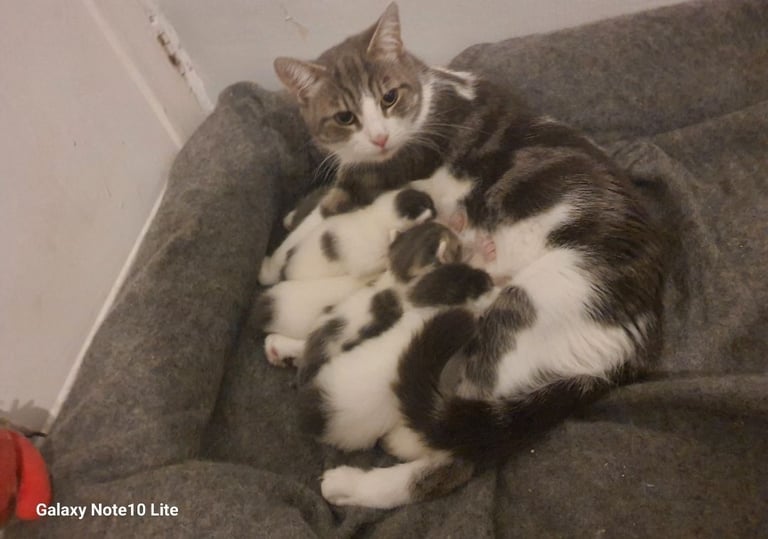 British short hair male kitten for sale 90£ each