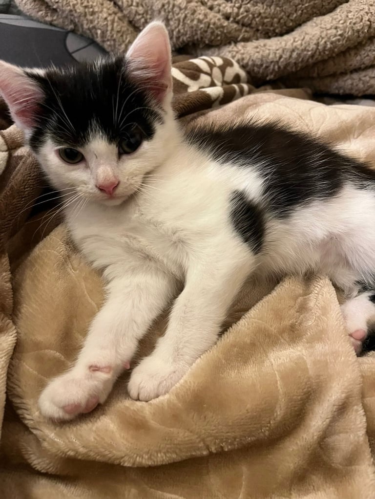 kitten for sale 11 week boy 