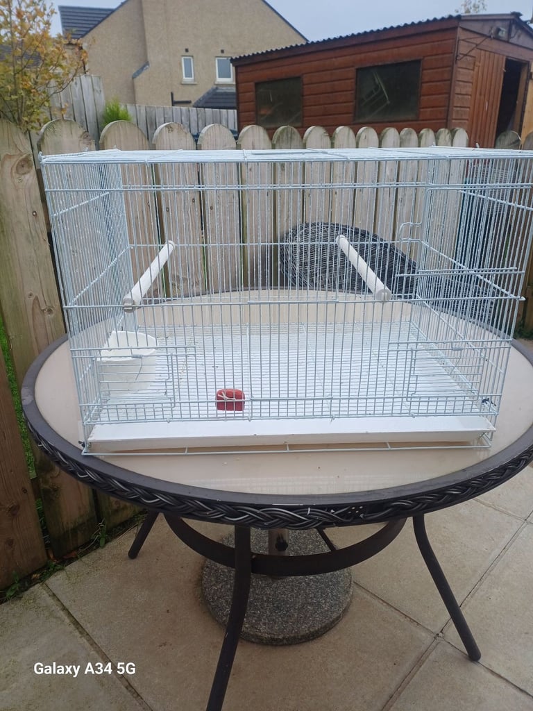 Exhibition Budgies 
