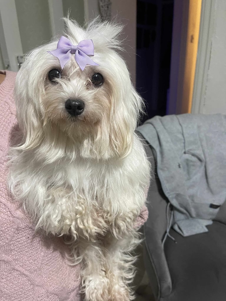  Female Shih tzu for sale 