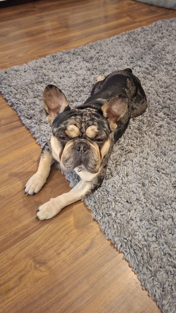 French bullldog still available 