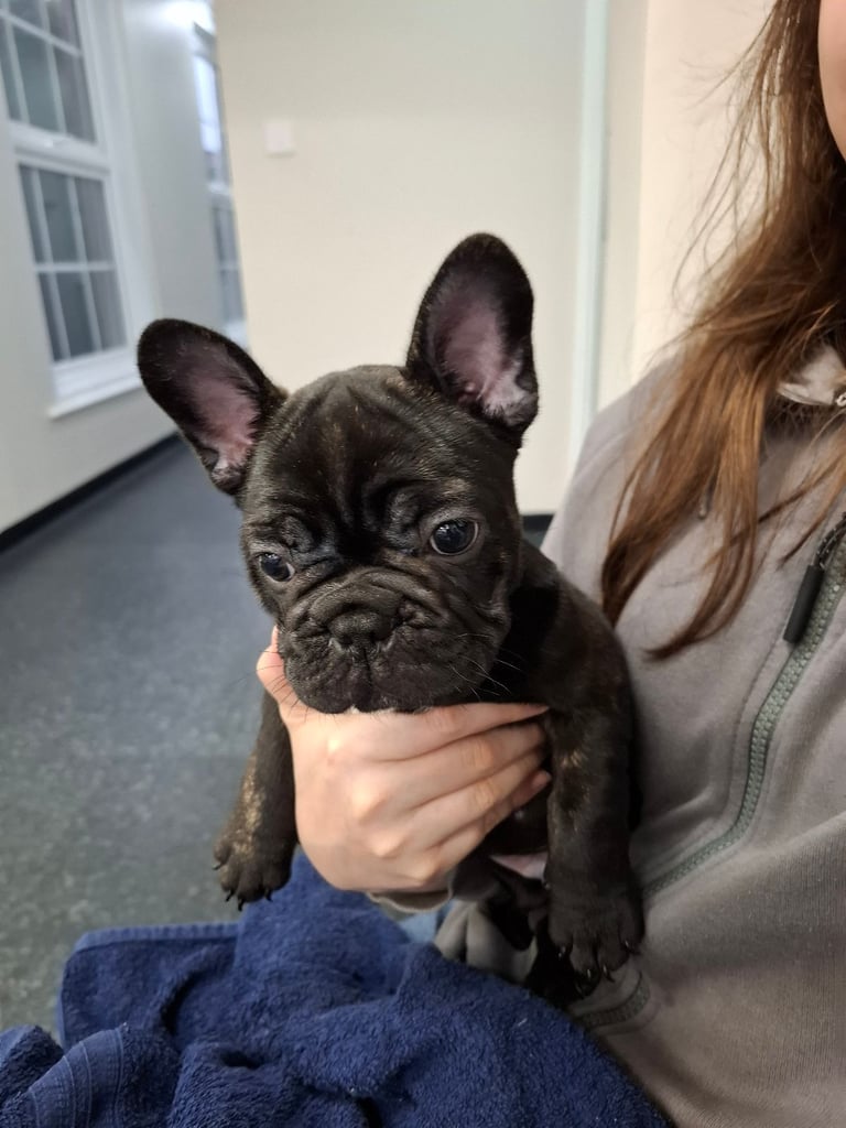 Two adorable French bulldog puppies looking for a new home! 🐶🐾