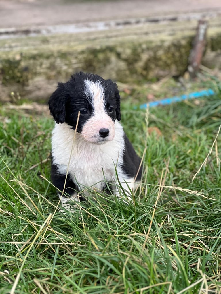 Collie X Cocker Spaniel Puppies