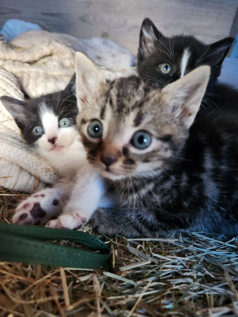 10wk old kittens