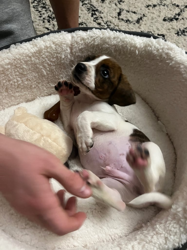 Mini Jack Russell puppy