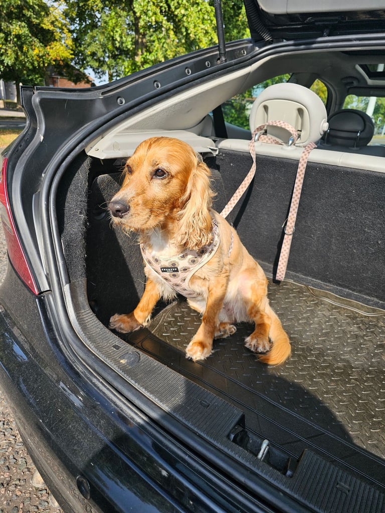 Cocker Spaniel for a good home