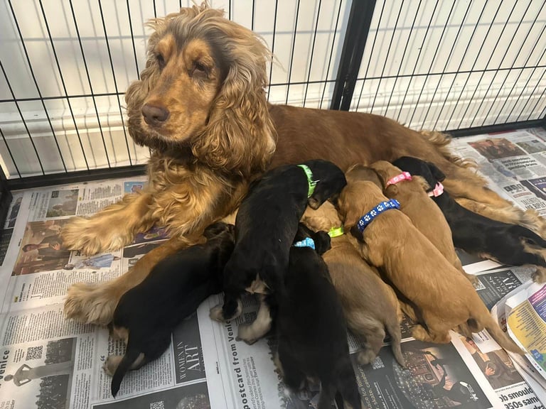Superb show type cocker spaniel puppies 