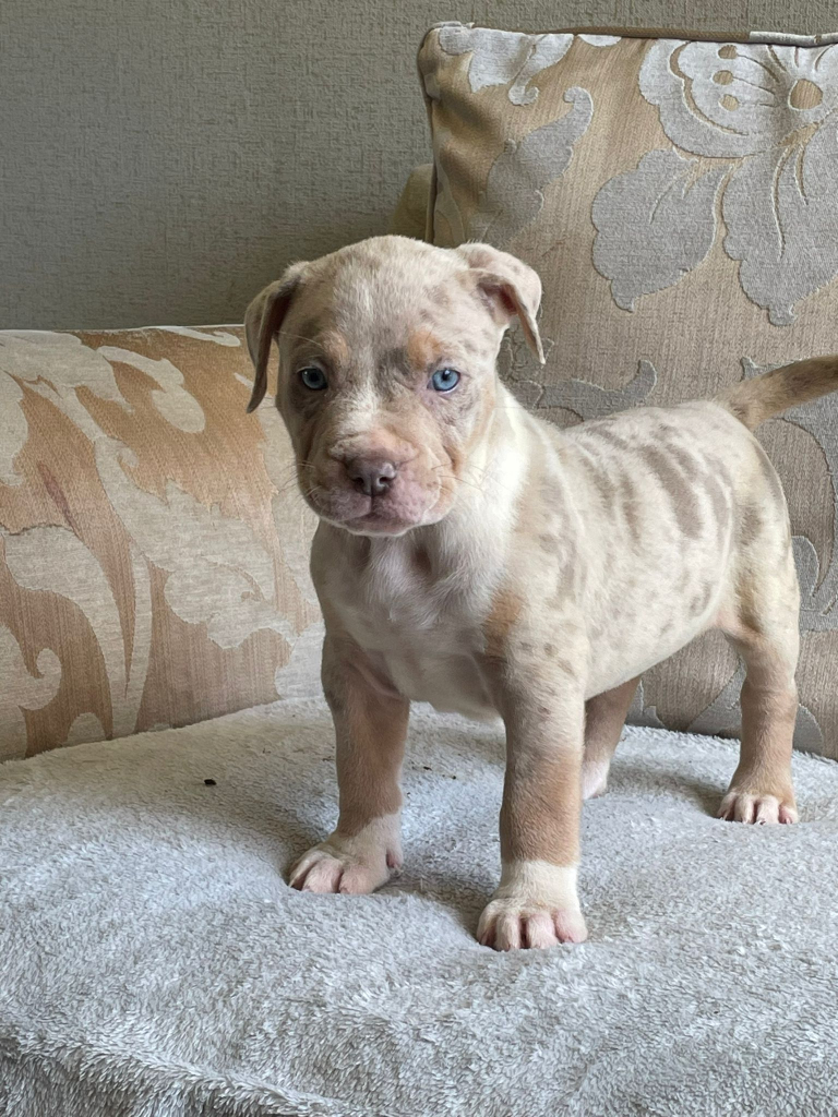 Bullies In Derby, Derbyshire | Dogs & Puppies For Sale - Gumtree