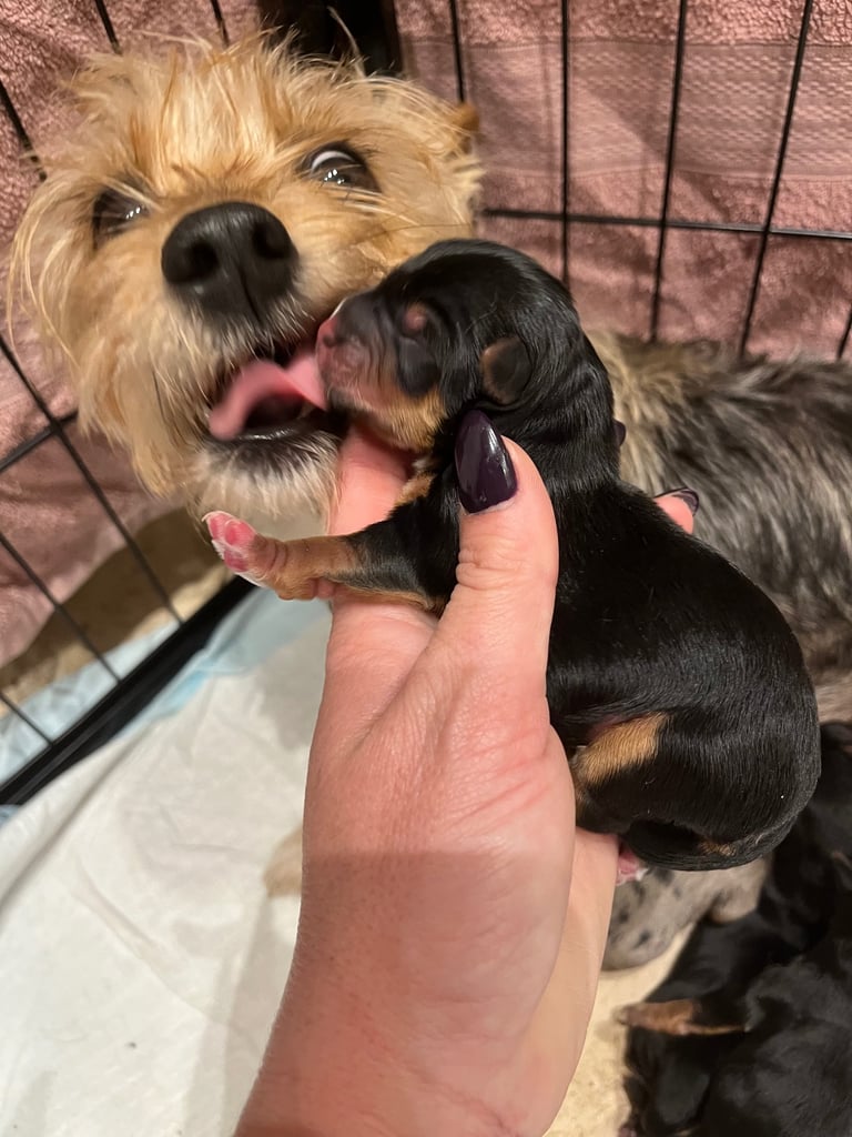 image for Yorkshire terrier puppy one girl available 