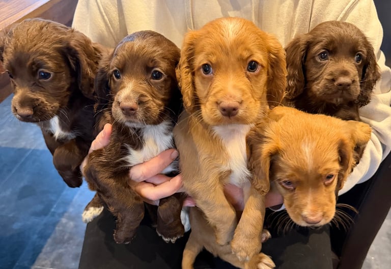 KC registered Cocker spaniel pups