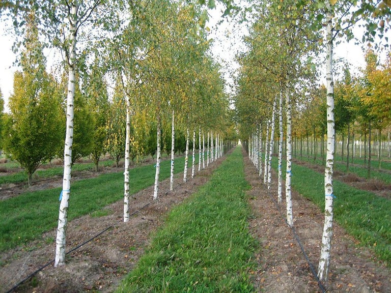 Silver Birch Sapling - Betula Pendula - In Pot