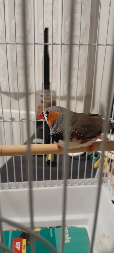 Zebra finch