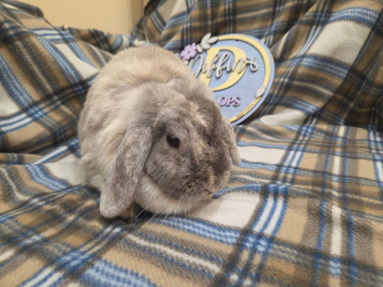 image for Mini lop bunnies