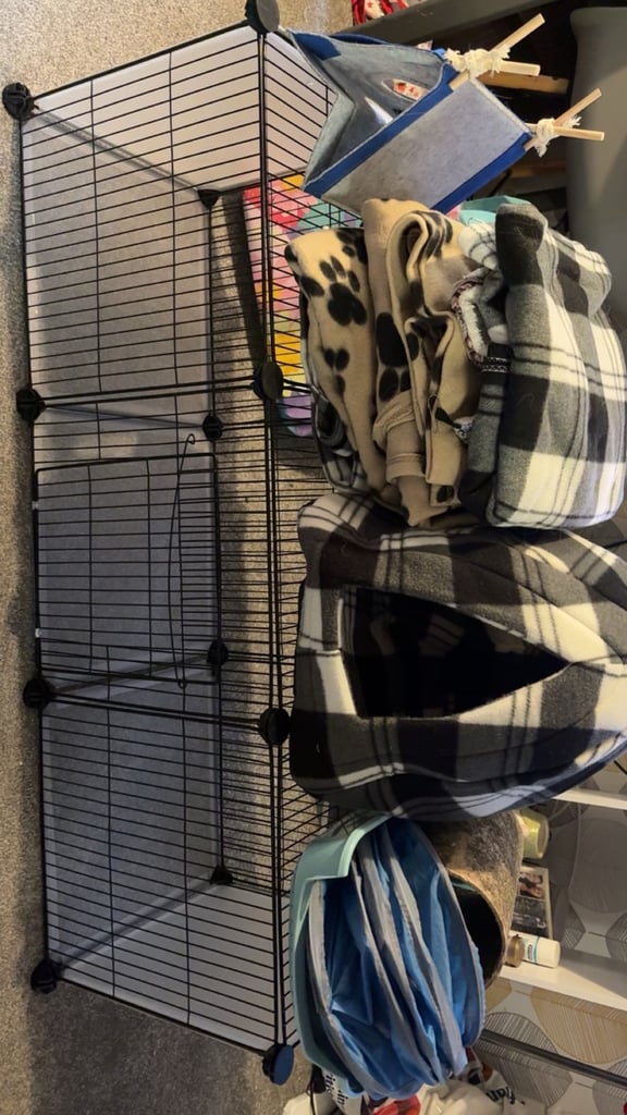 ginuea pig runway and toys and blankets