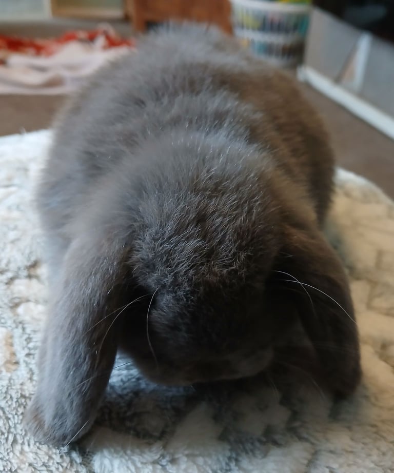 Stunning mini lop baby rabbits 