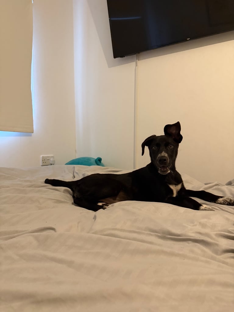 16 week old weimaraner x siberian husky female pup