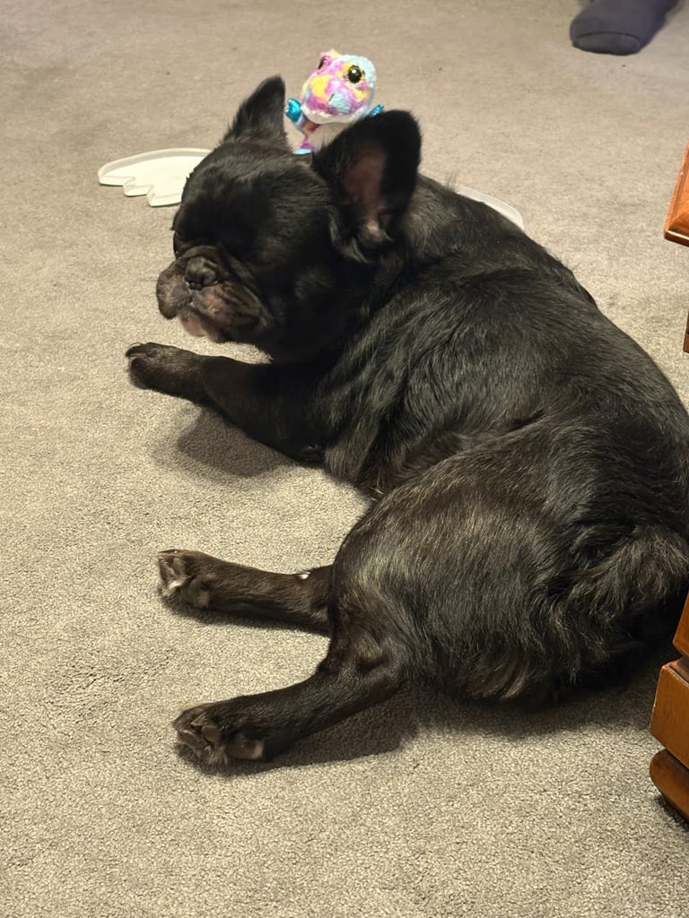 image for 2 Year Old Long Hair French Bulldog