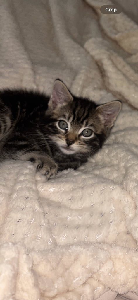 image for Kitten 