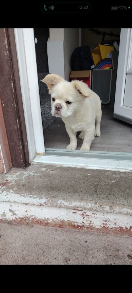 Beautiful frenchie pup for sale 