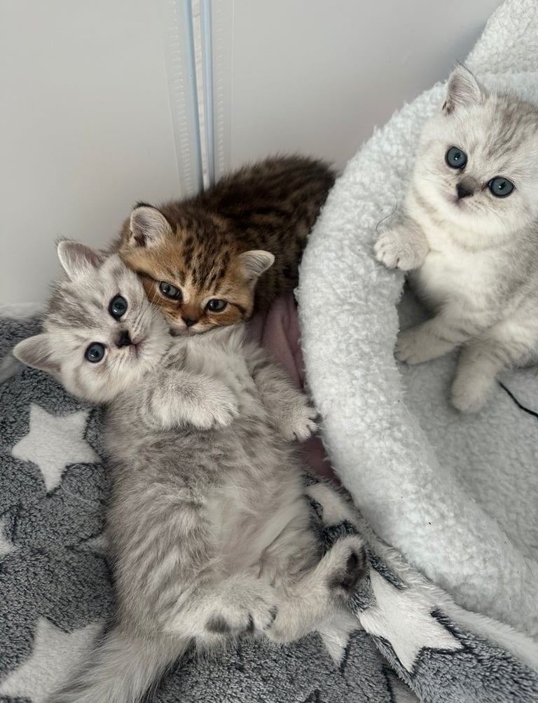 British Shorthair Kittens