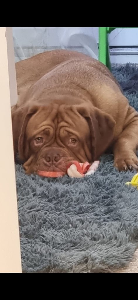 Dogue de bordeaux puppies
