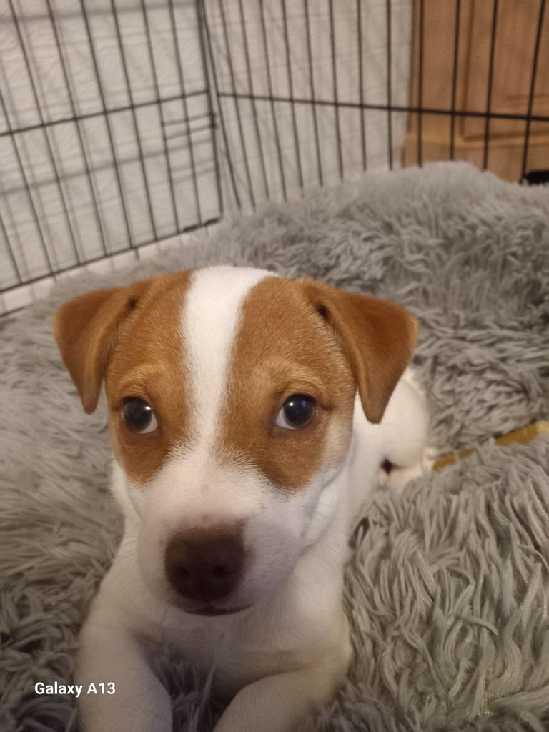Jack russel cross