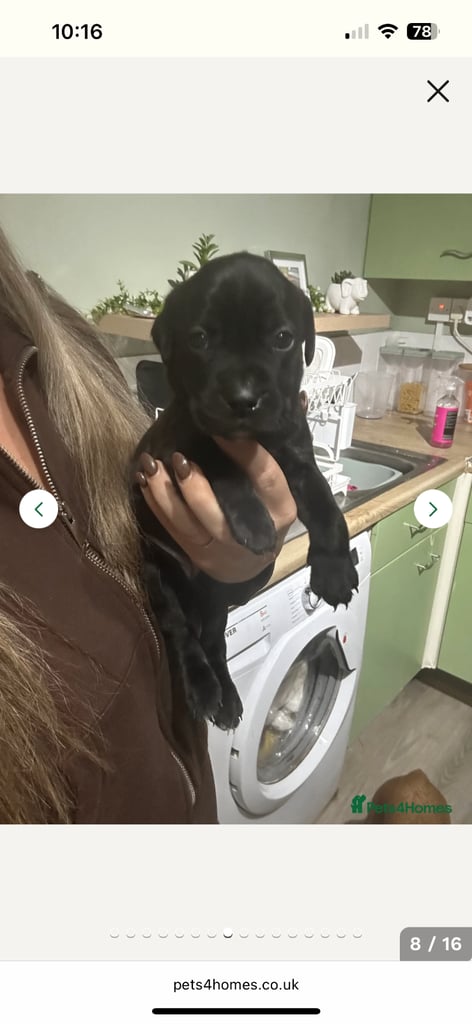 2x staff girls available 