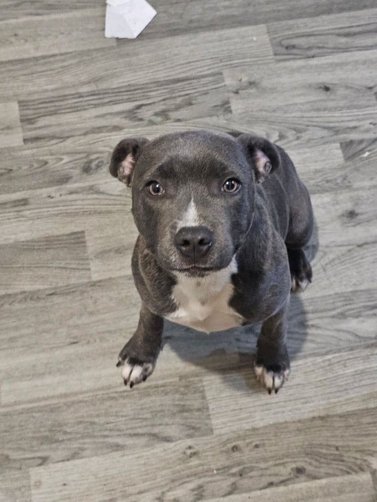  staffordshire bull terrier blue brindle female 