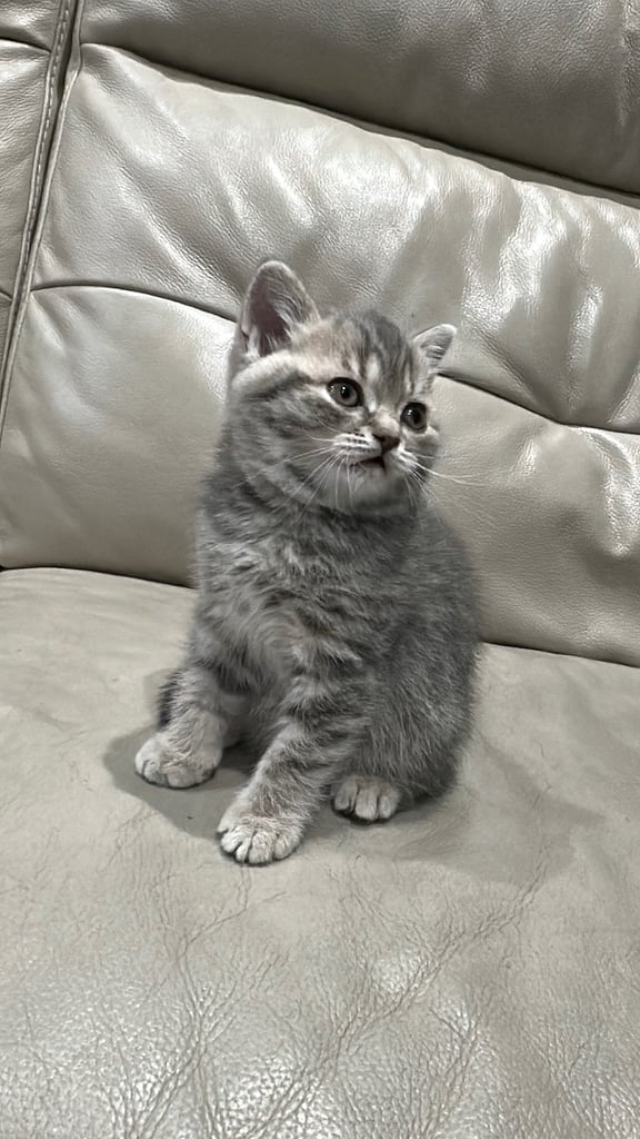 British short hair kittens shorthair