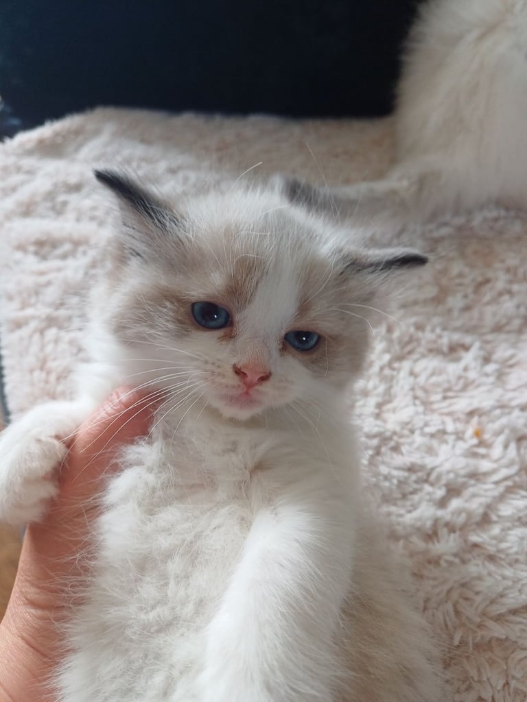 5 gorgeous ragdoll kittens 
