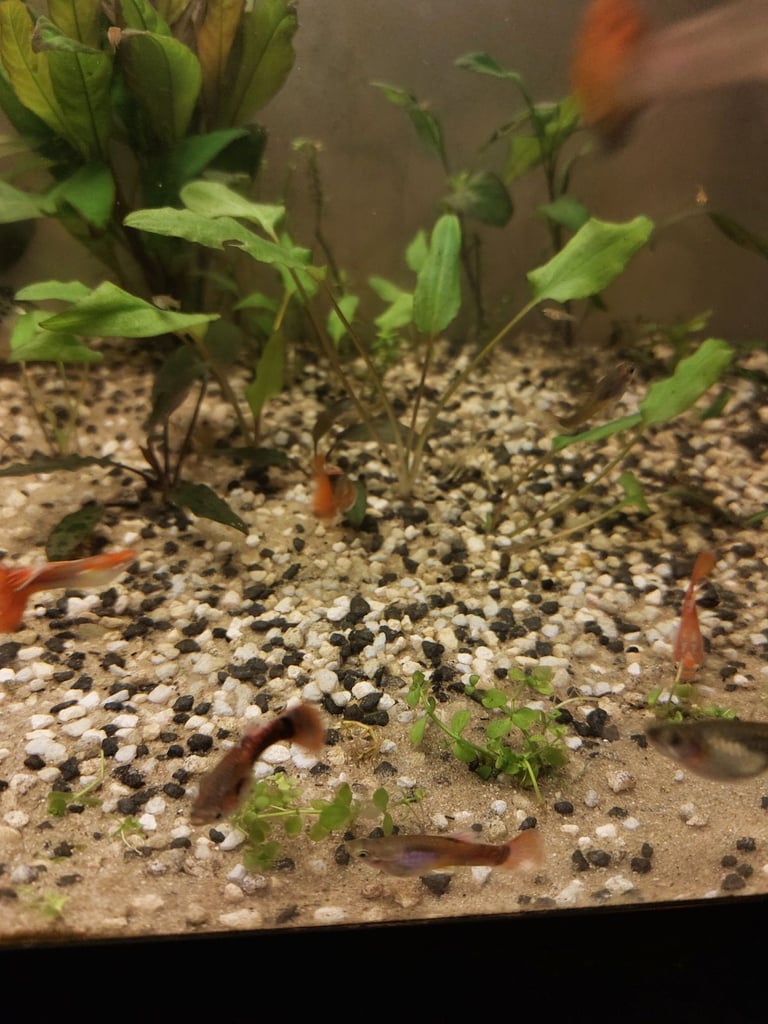 Guppies and aquarium plants