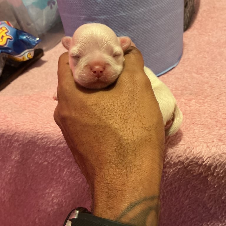 ✨15 Beautiful French Bulldog Puppies ✨