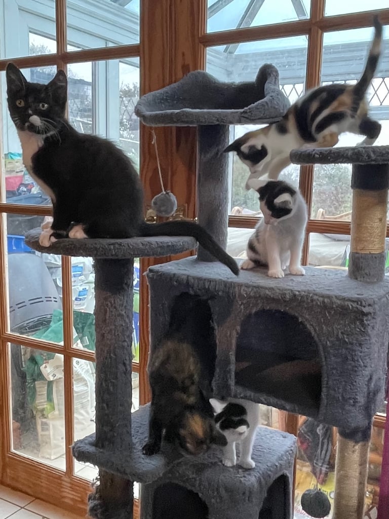 Kittens for sale