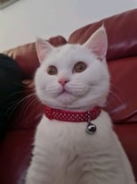 Kitten for sale, British shorthair pure white