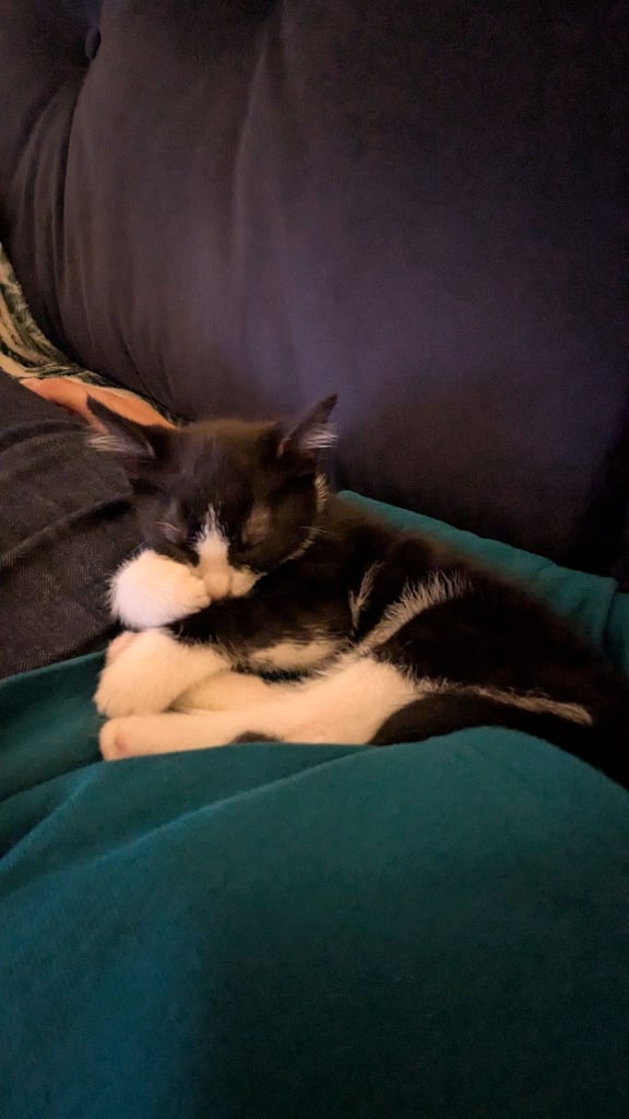 image for Beautiful 10 week old kitten girl