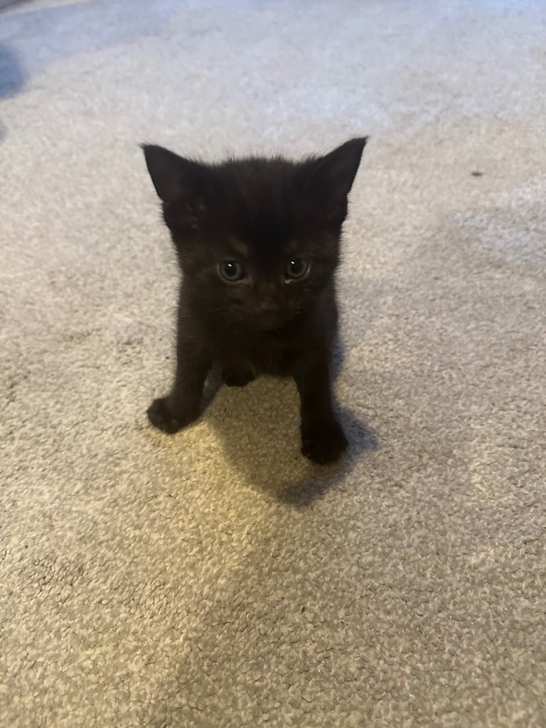 Beautiful Black Tabby 