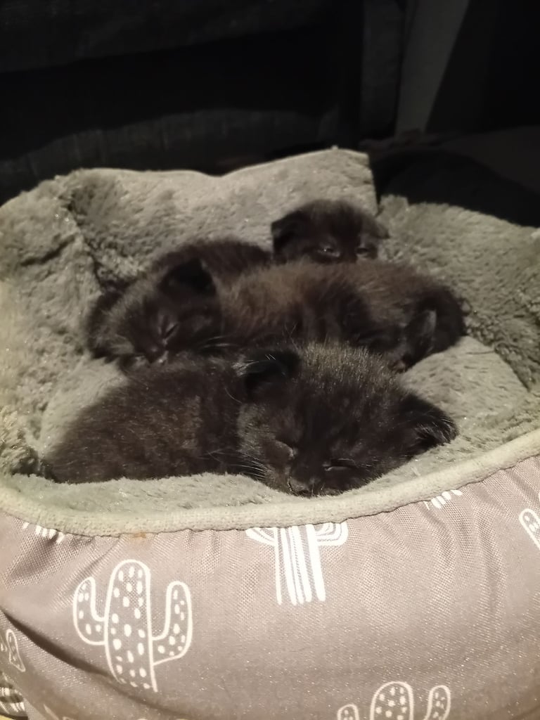 READY TO LEAVE, Last remaining Kitten! 